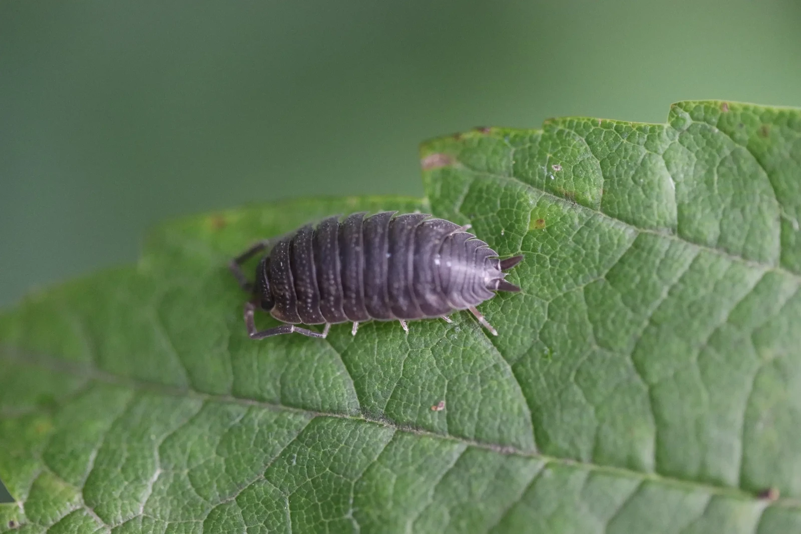 Porcellio-Scaber 12