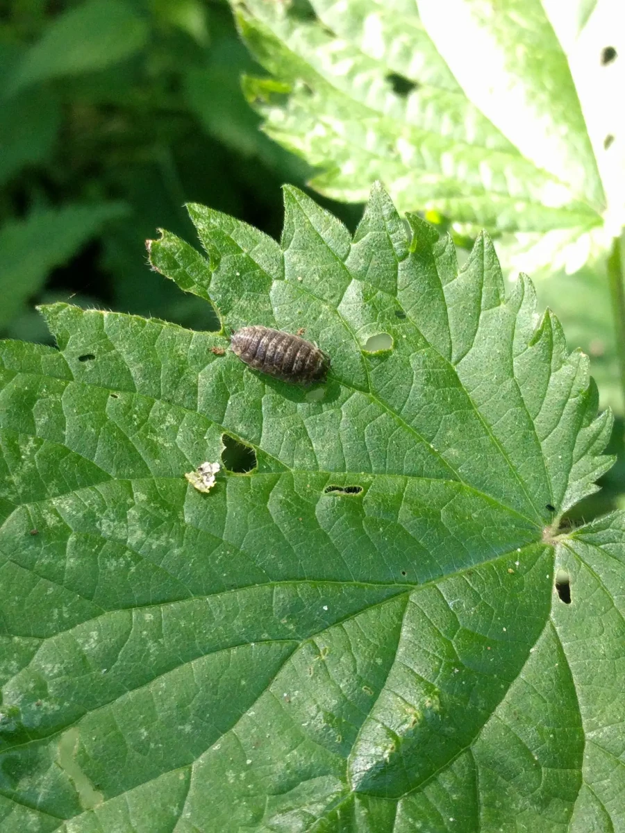 Porcellio-Scaber 13