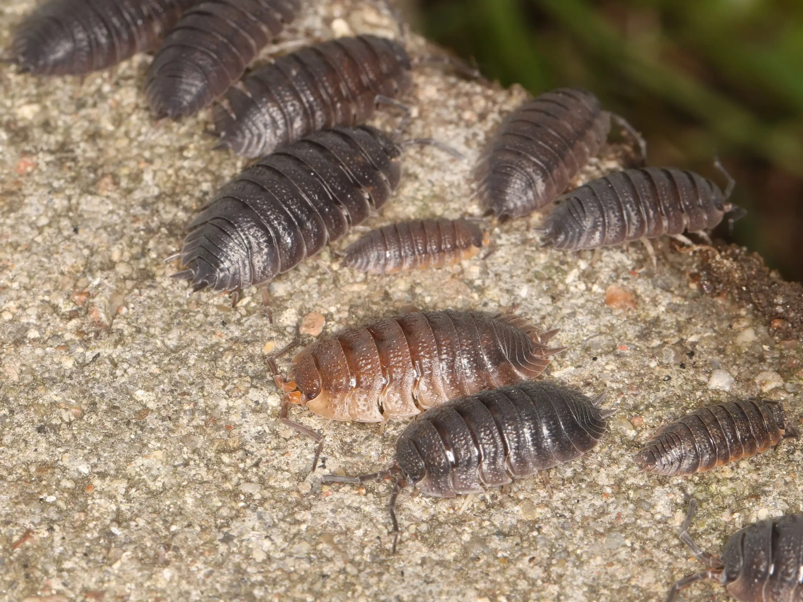 Porcellio-Scaber 14