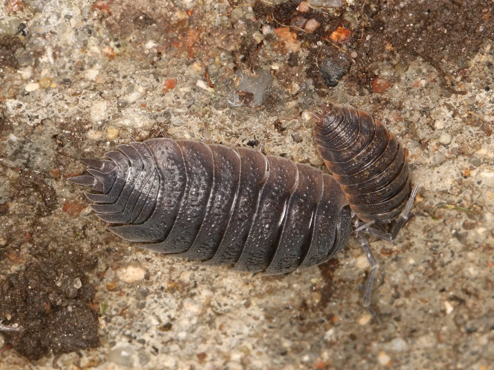 Porcellio-Scaber 15