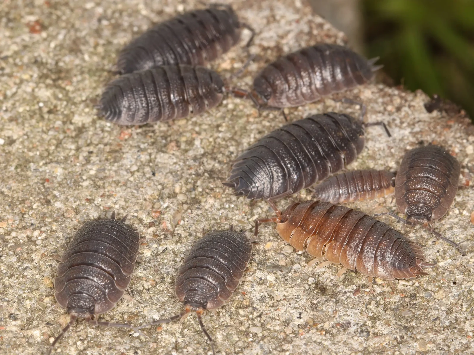 Porcellio-Scaber 16