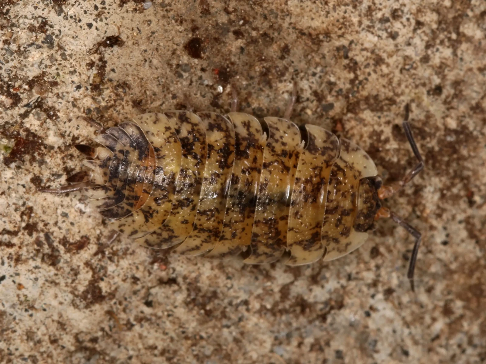 Porcellio-Scaber 17