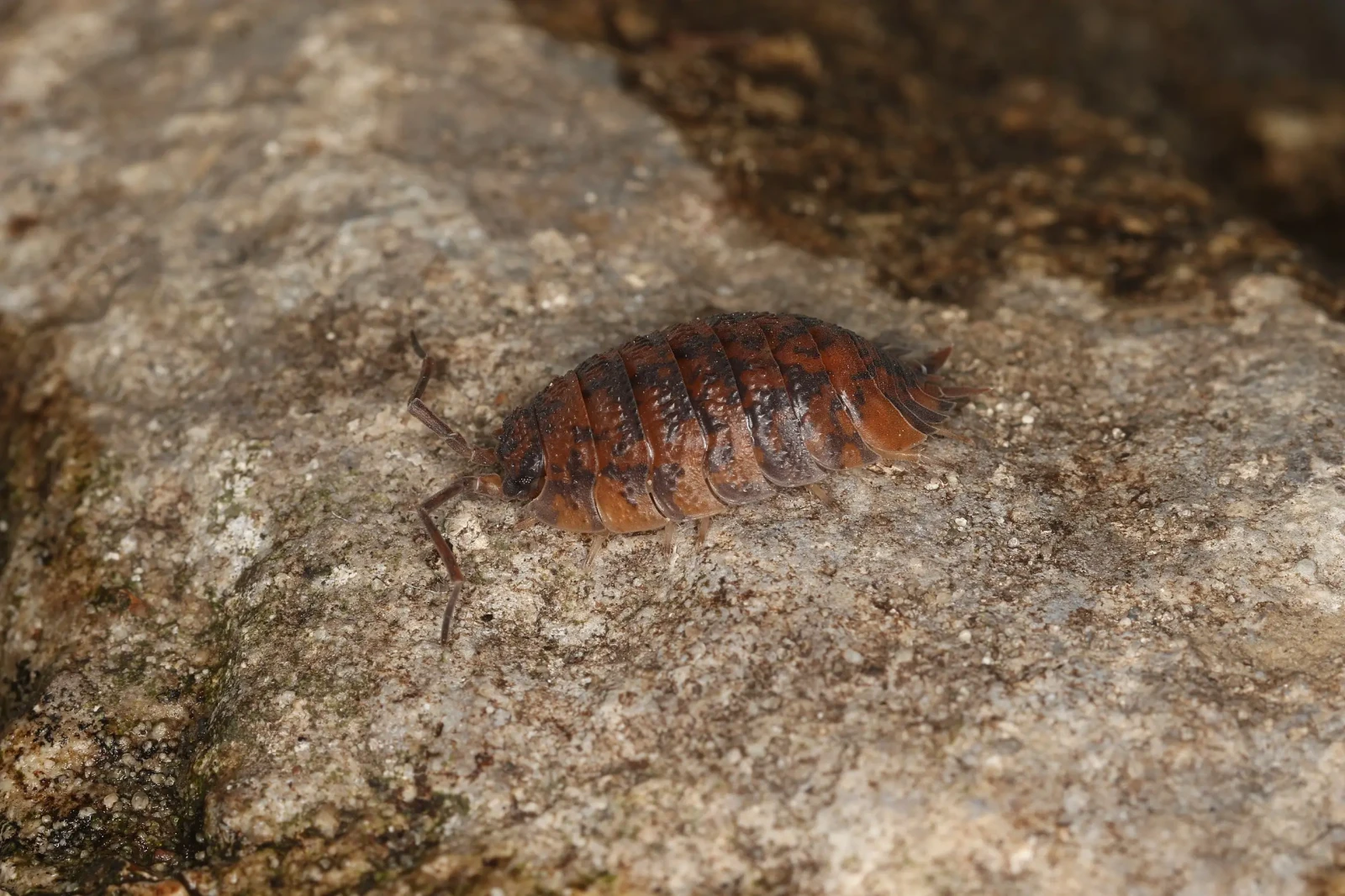 Porcellio-Scaber 18