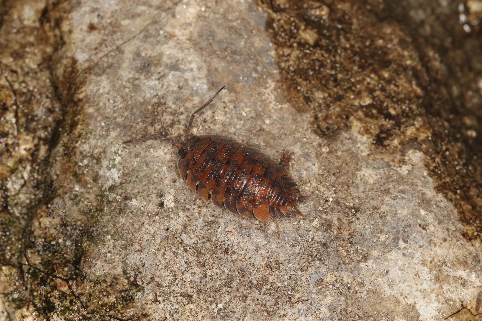 Porcellio-Scaber 19