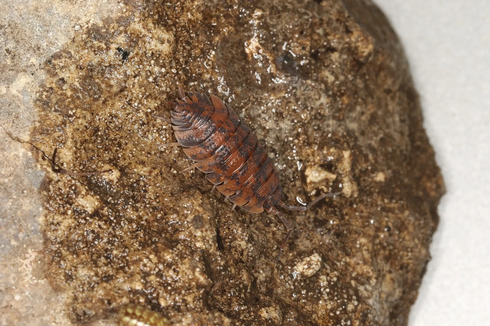 Porcellio-Scaber 20