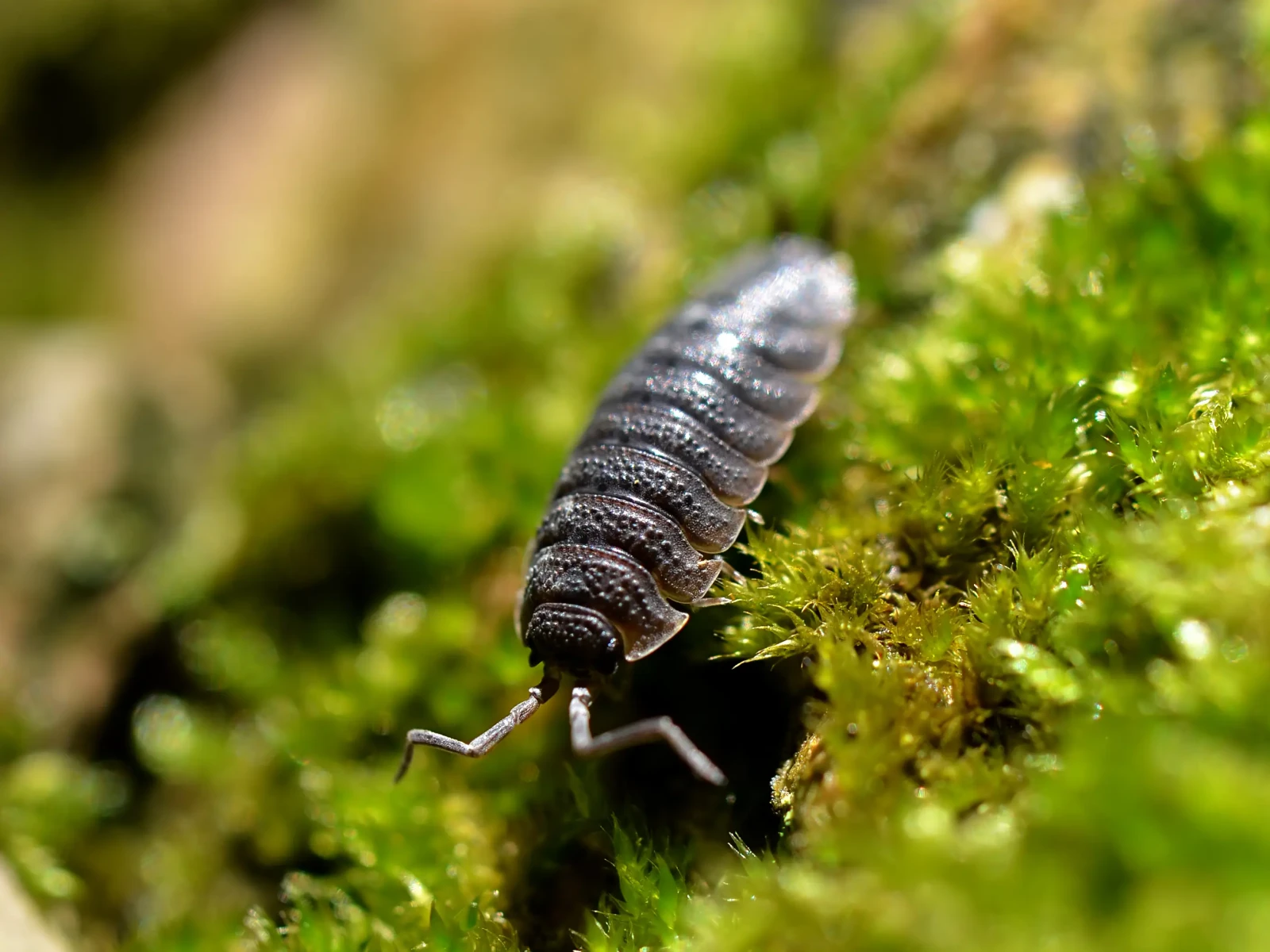 Porcellio-Scaber 21
