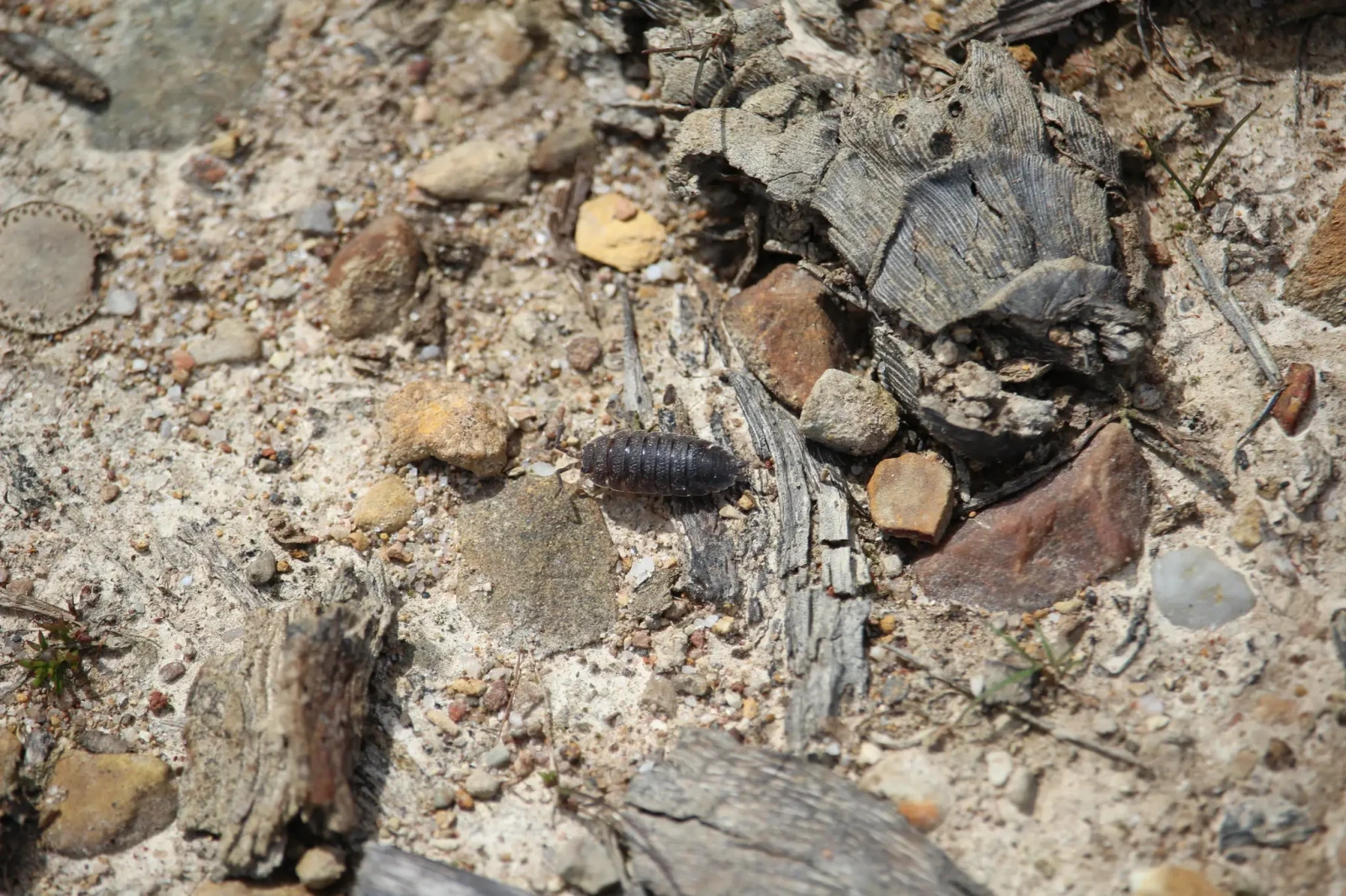 Porcellio-Scaber 22
