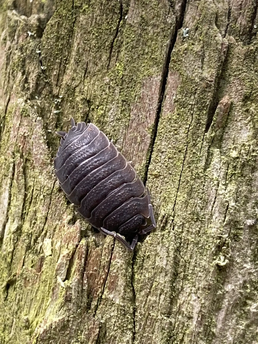 Porcellio-Scaber 23