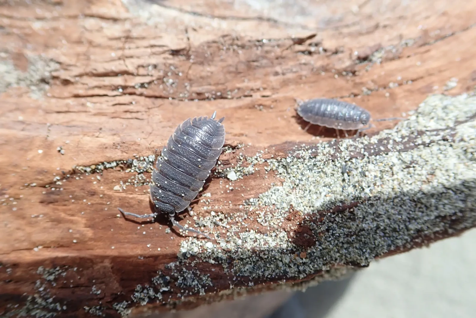 Porcellio-Scaber 24