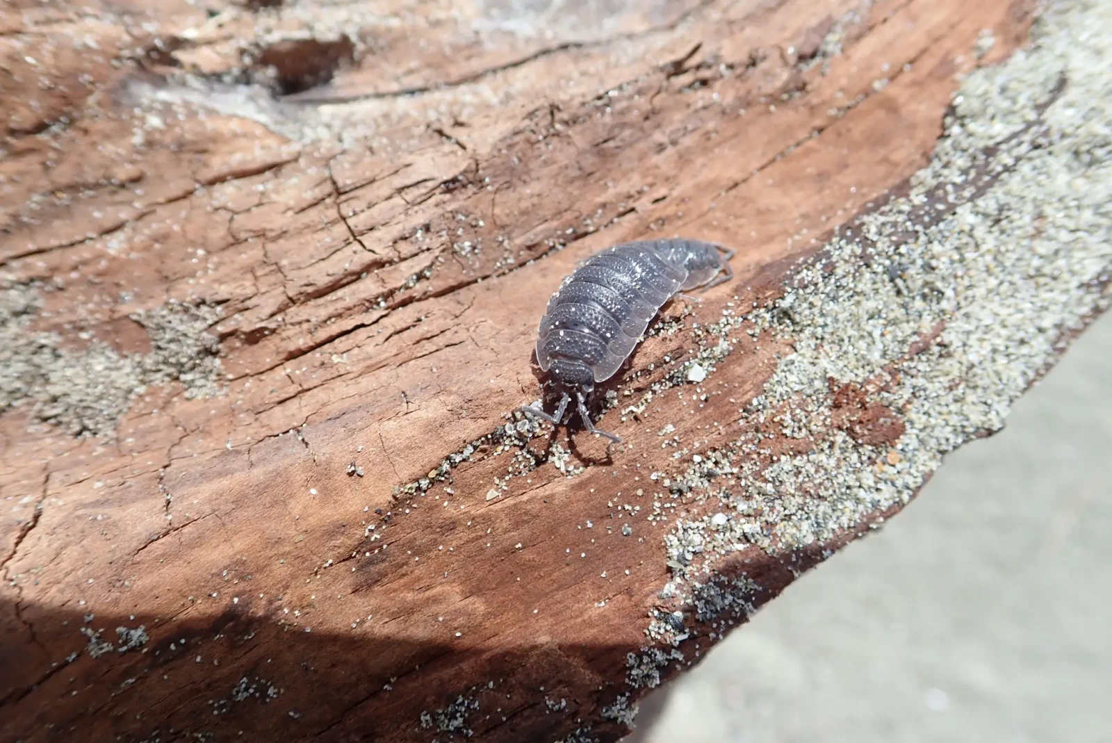 Porcellio-Scaber 25