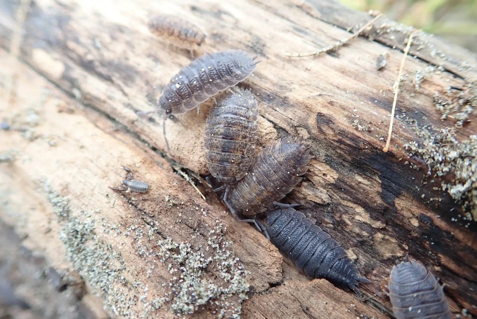 Porcellio-Scaber 26