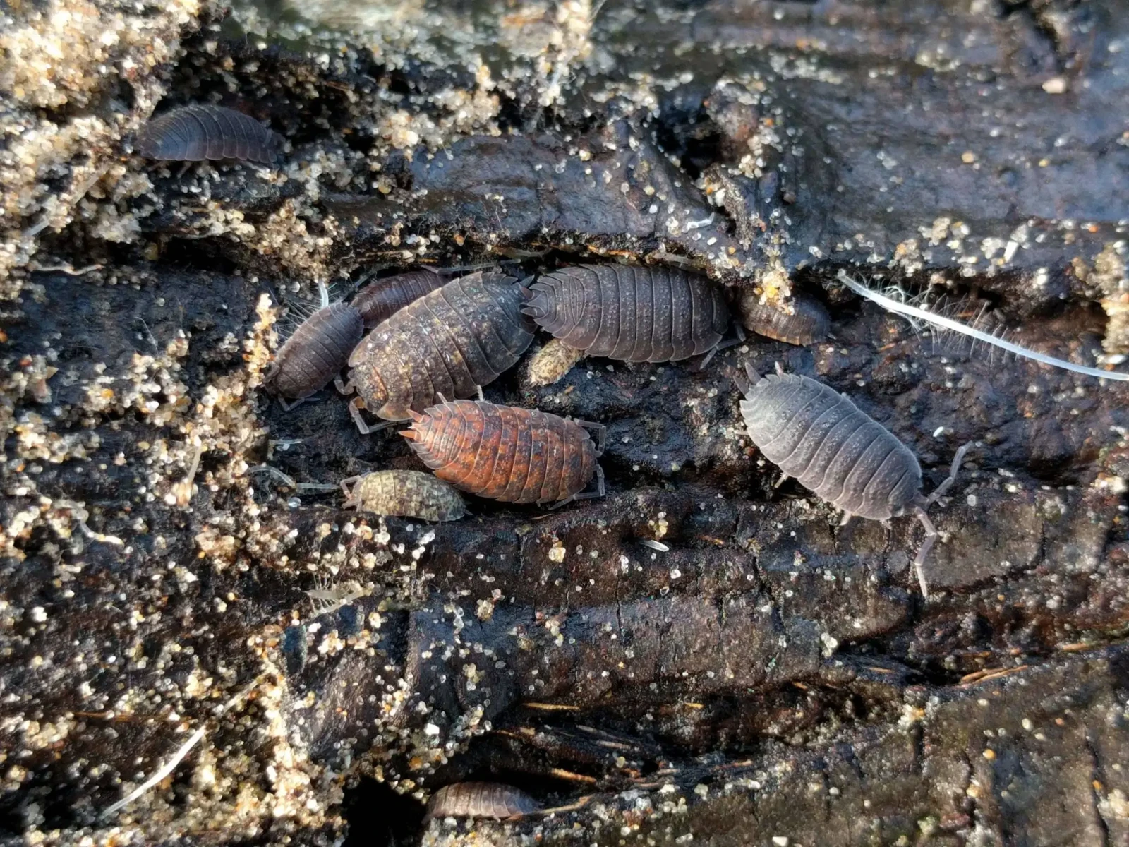 Porcellio-Scaber 27