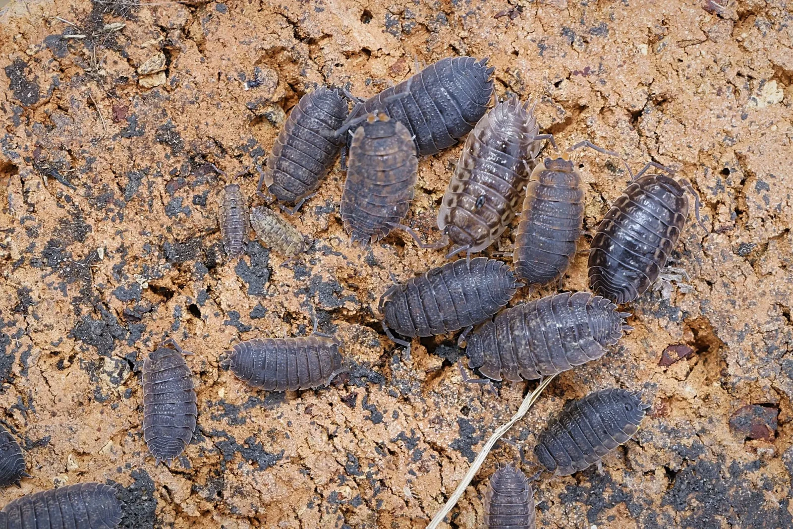 Porcellio-Scaber 28