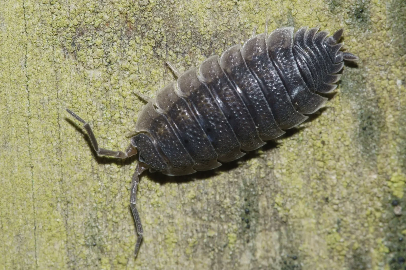 Porcellio-Scaber 29