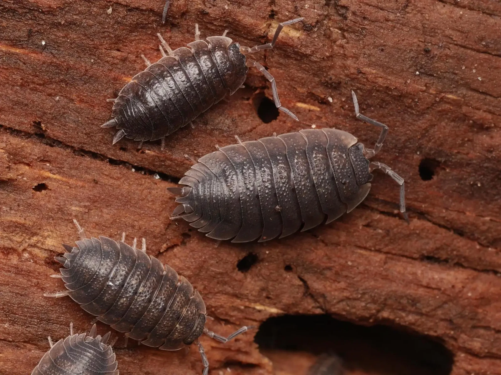 Porcellio-Scaber 30