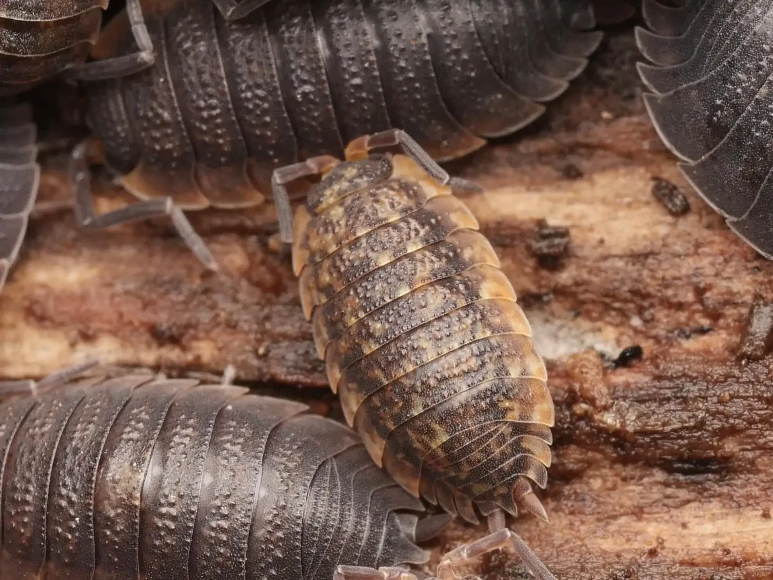 Porcellio-Scaber 31