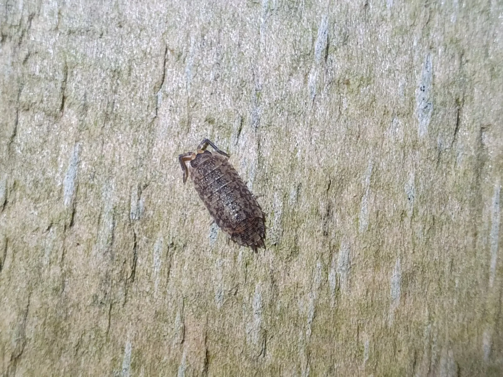 Porcellio-Scaber 32