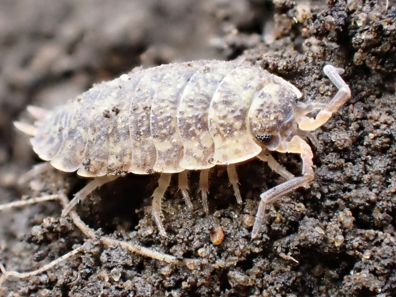 Porcellio-Scaber 33
