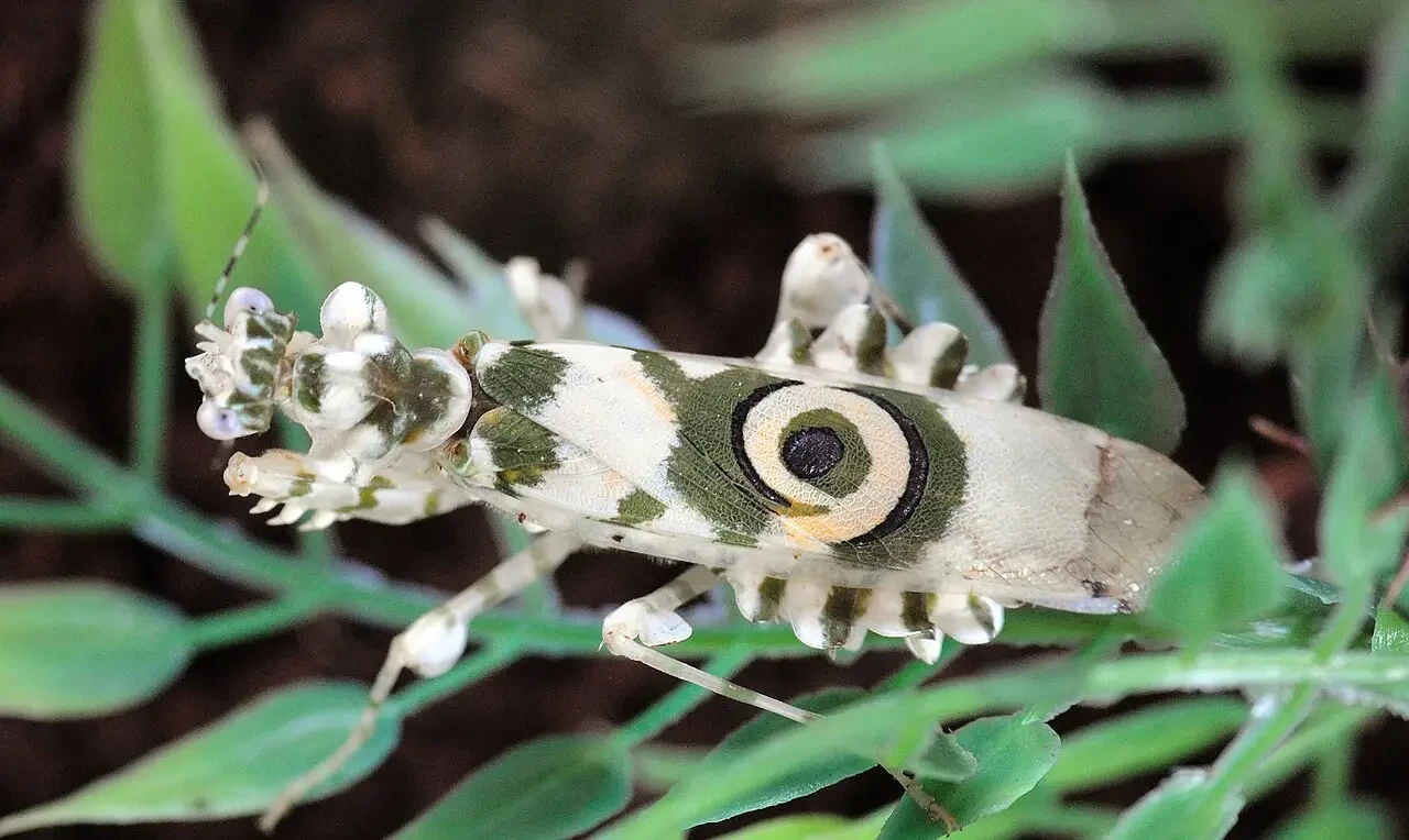 La mante qui joue les fleurs