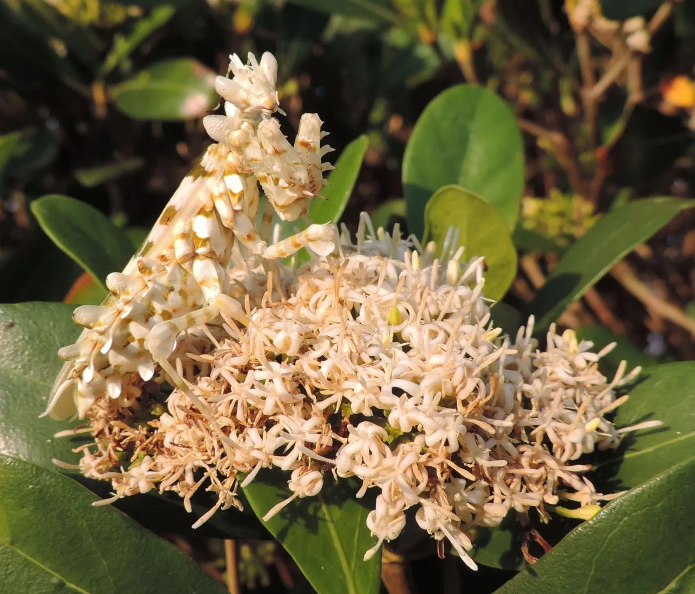 Mante fleur épineuse