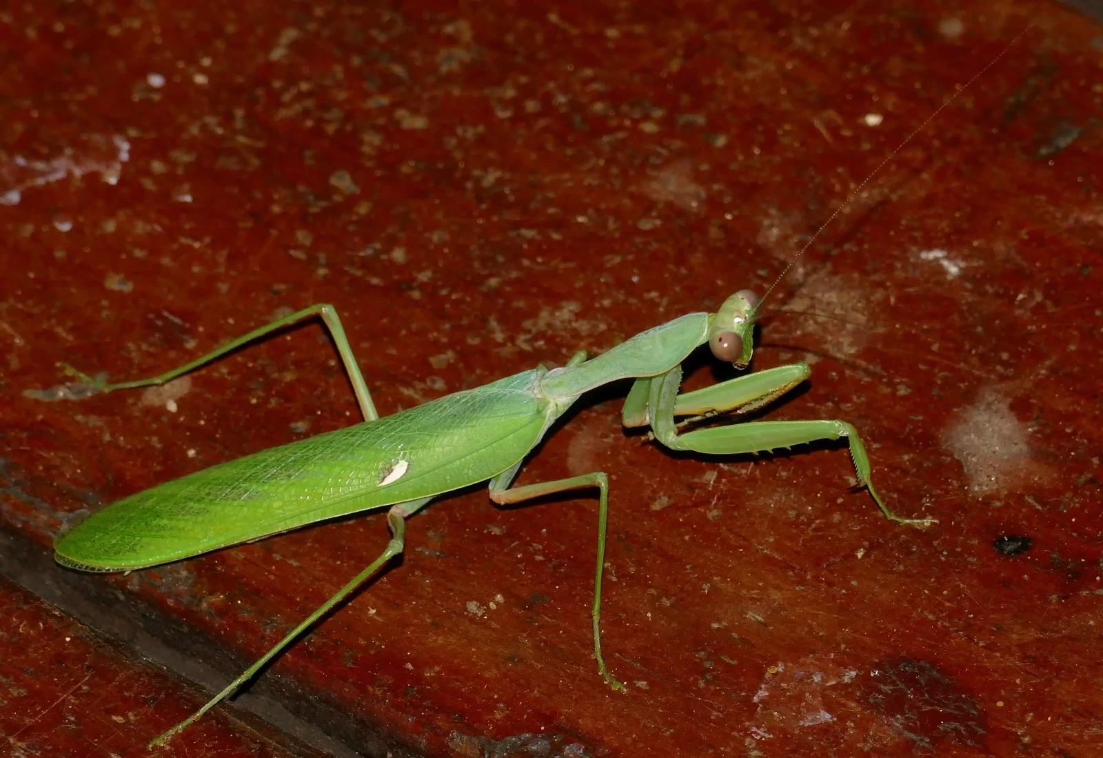 Sphodromantis-Gastrica 02