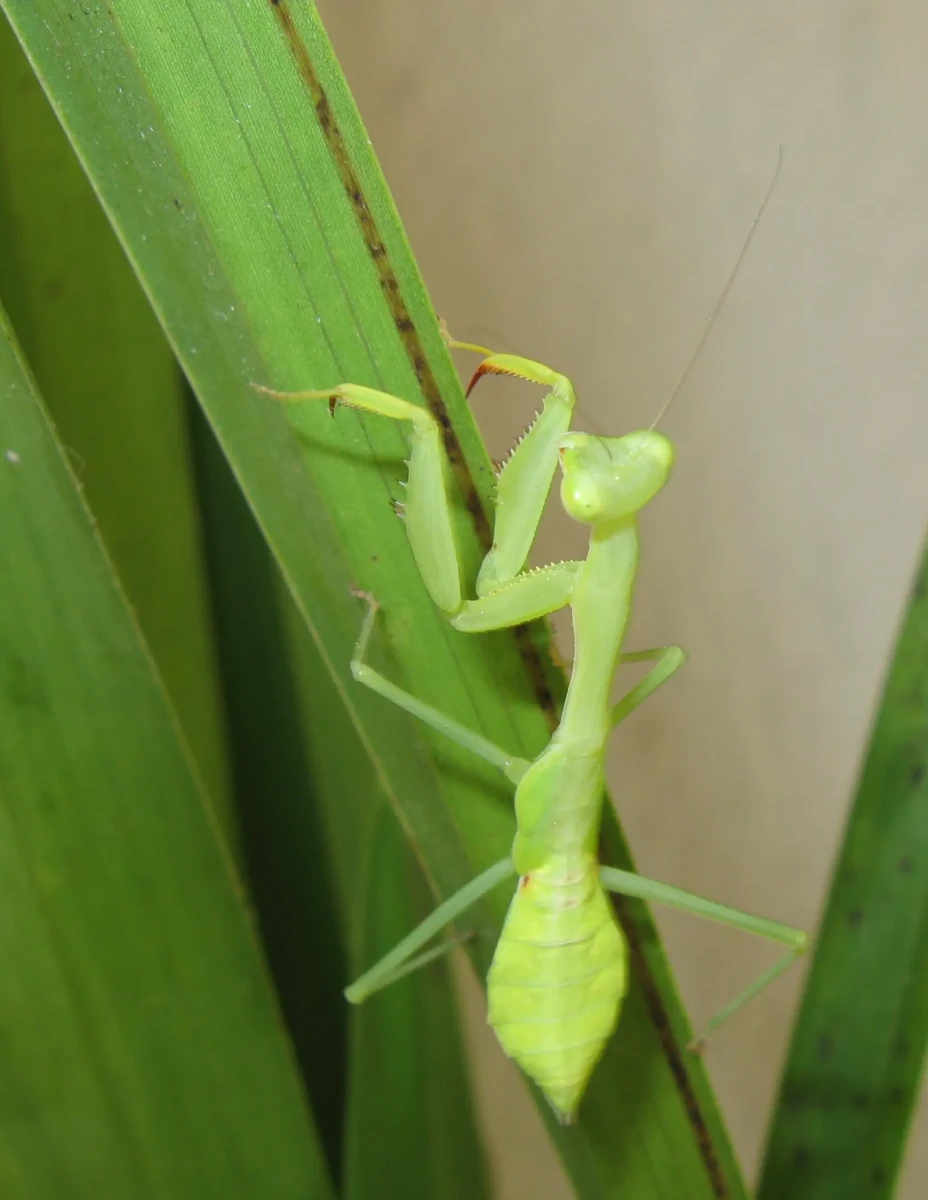 Sphodromantis-Gastrica 03