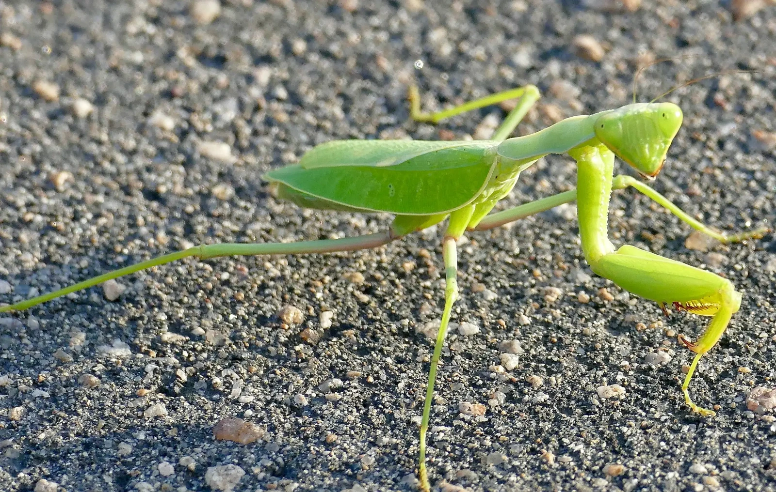 Sphodromantis-Gastrica 04