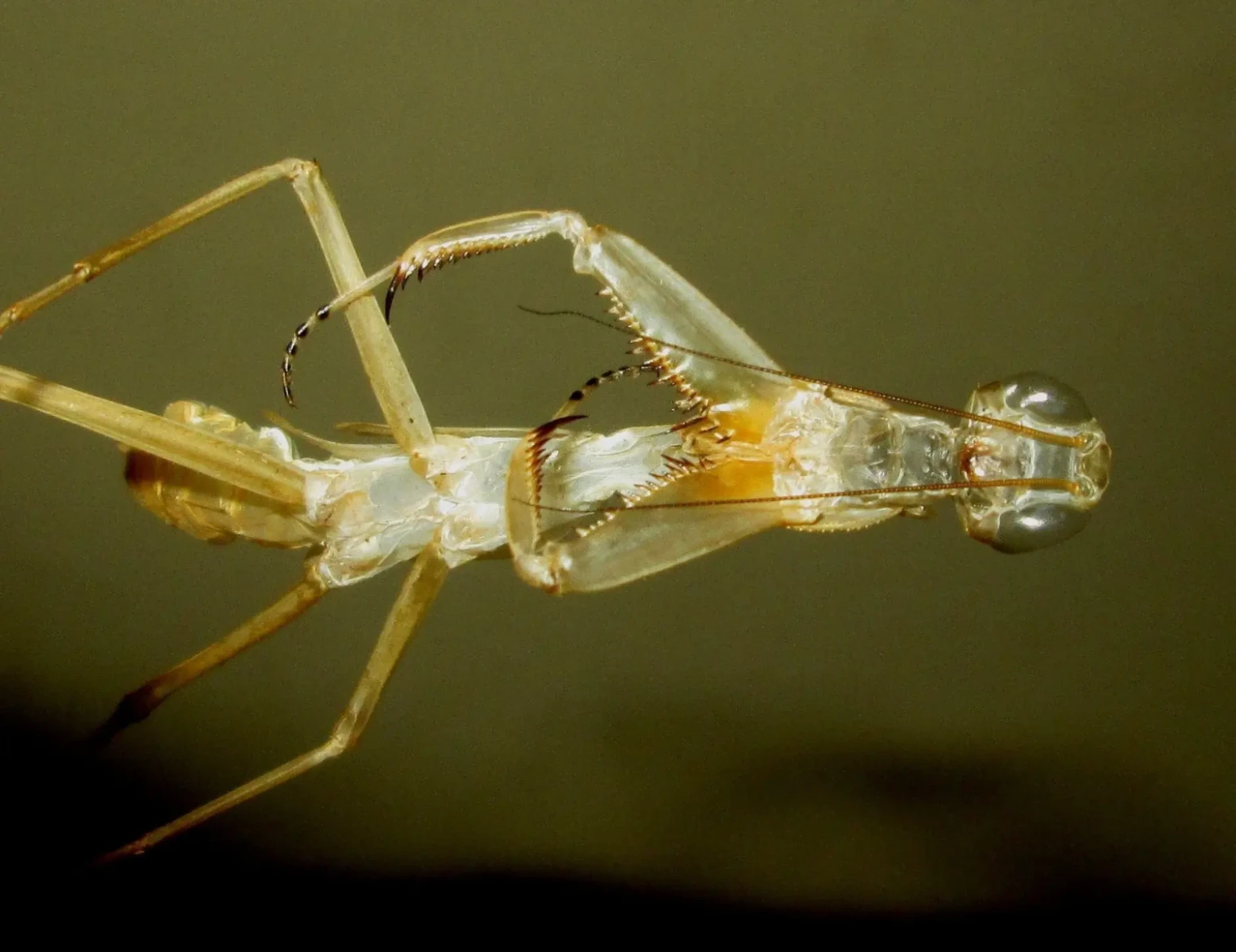Sphodromantis-Gastrica 05