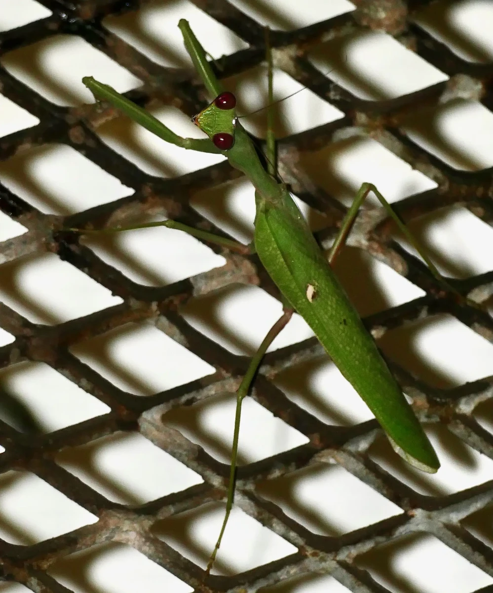 Sphodromantis-Gastrica 06