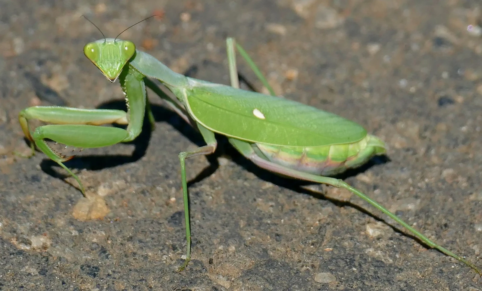 Sphodromantis-Gastrica 07