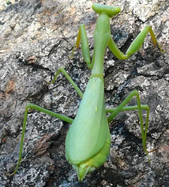 Sphodromantis-Gastrica 09