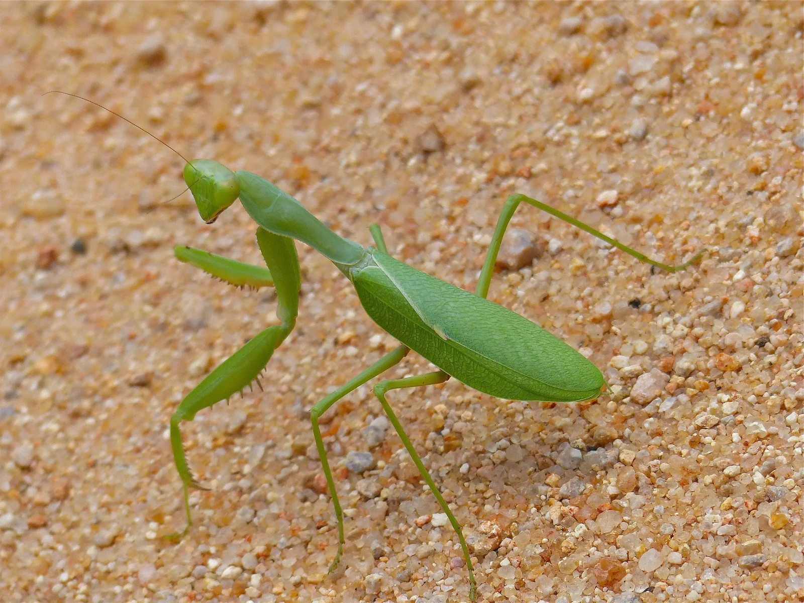 Sphodromantis-Gastrica 10