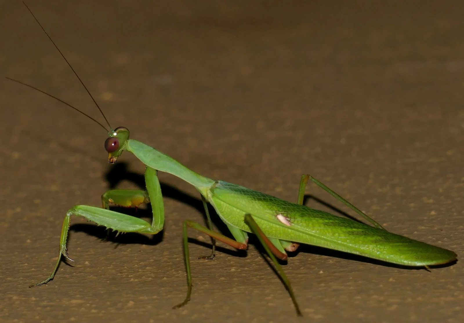 Sphodromantis-Gastrica 11