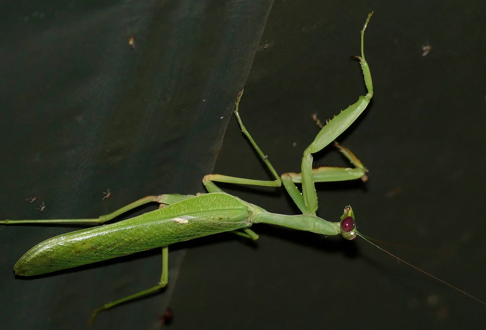 Sphodromantis-Gastrica 12