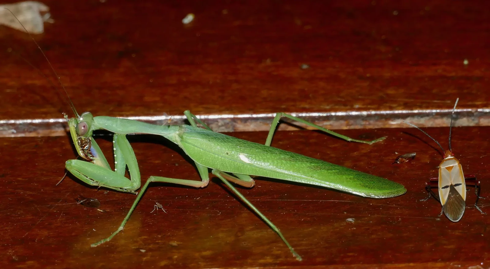 Sphodromantis-Gastrica 13