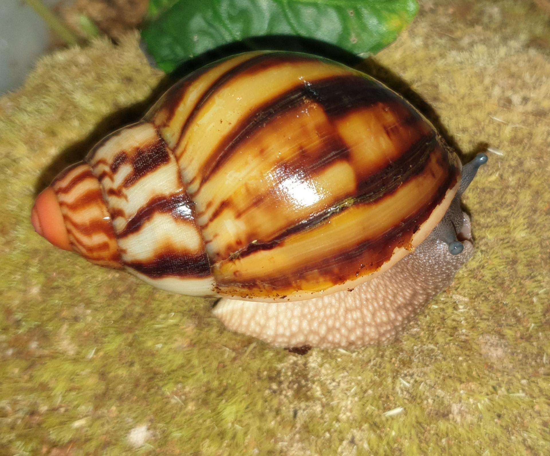 Archachatina-Marginata 02
