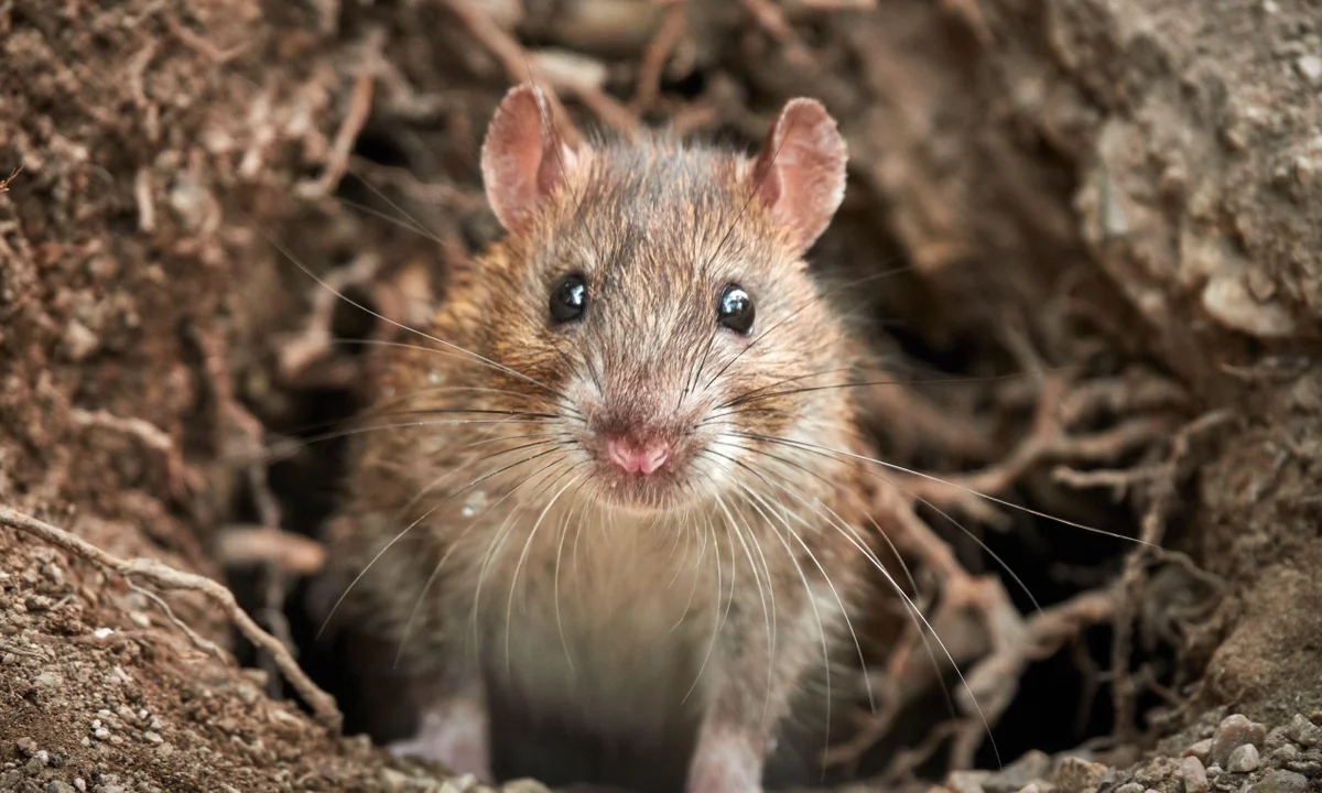 Brown-Rat 01