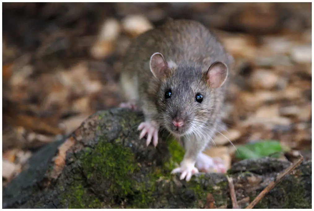 Brown-Rat 02