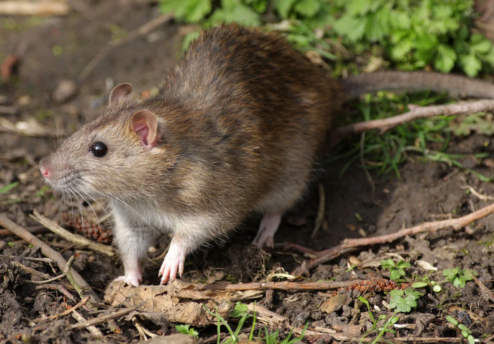 Brown-Rat 03