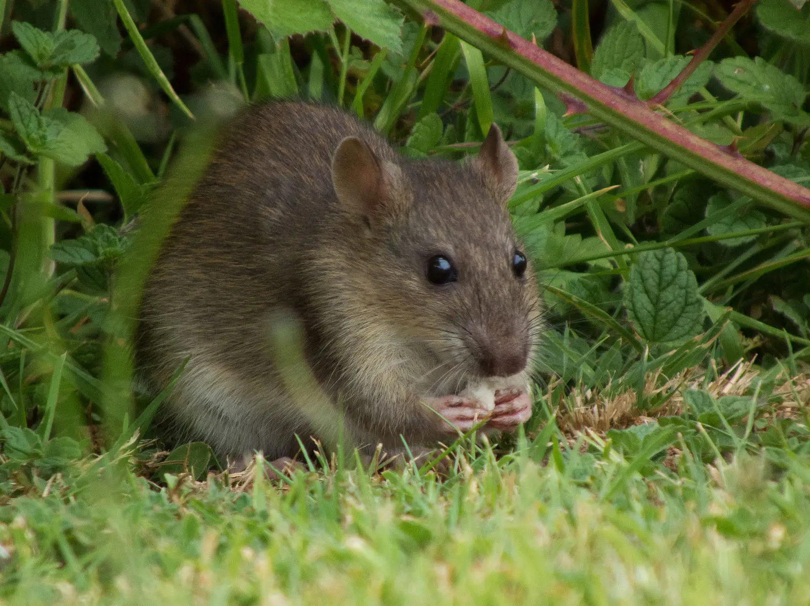 Brown-Rat 04