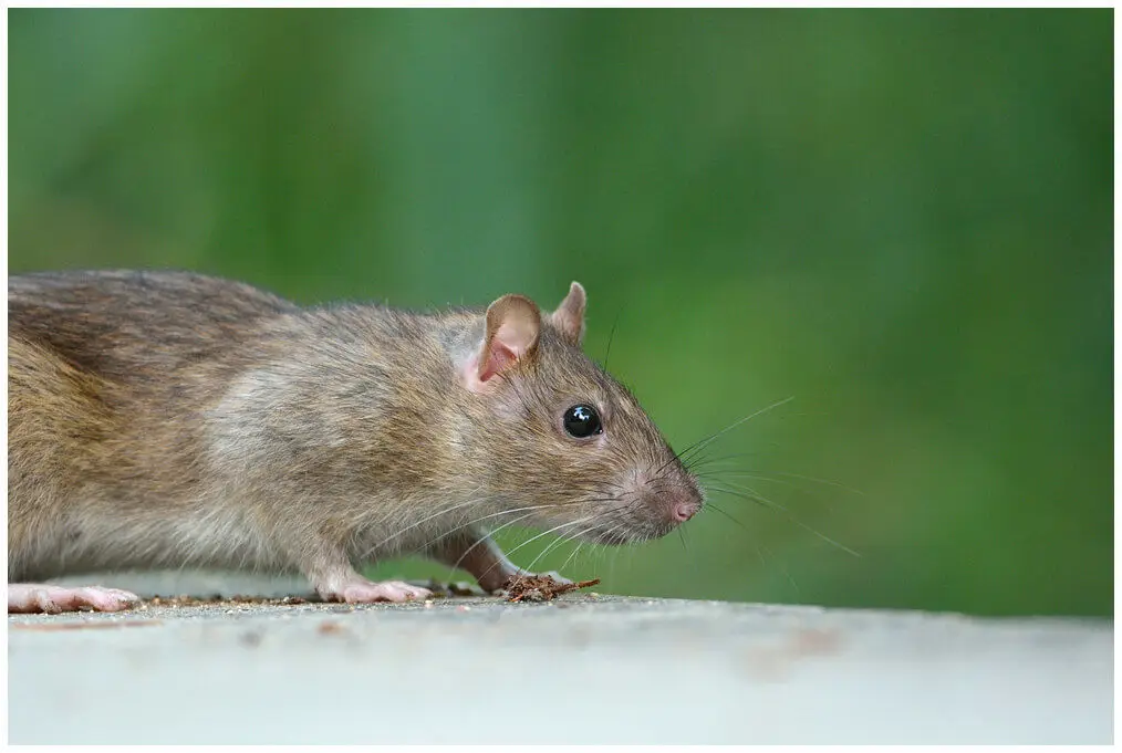 Brown-Rat 05