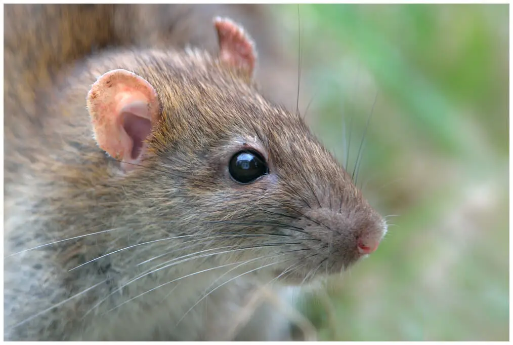 Brown-Rat 06