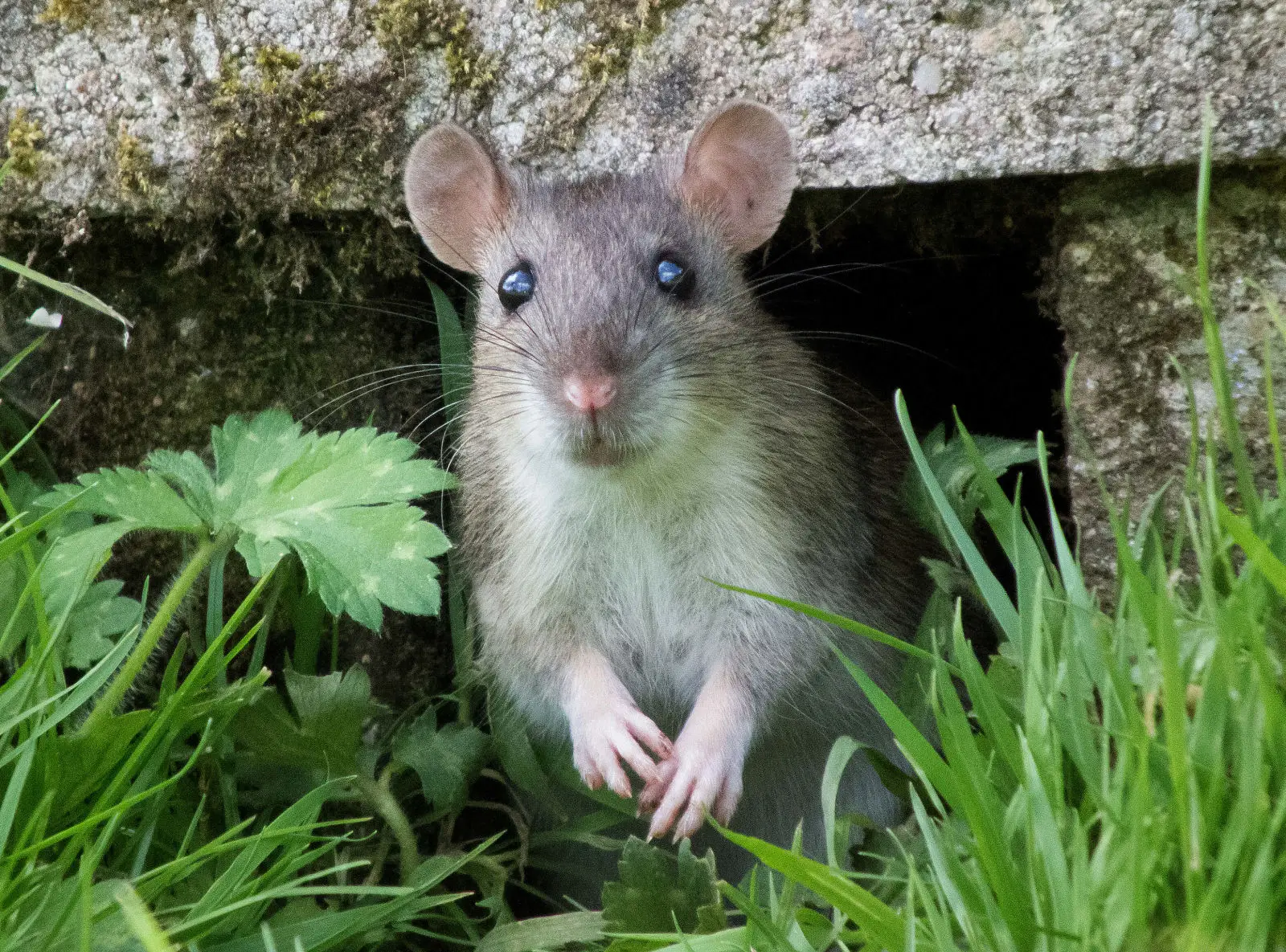 Brown-Rat 07