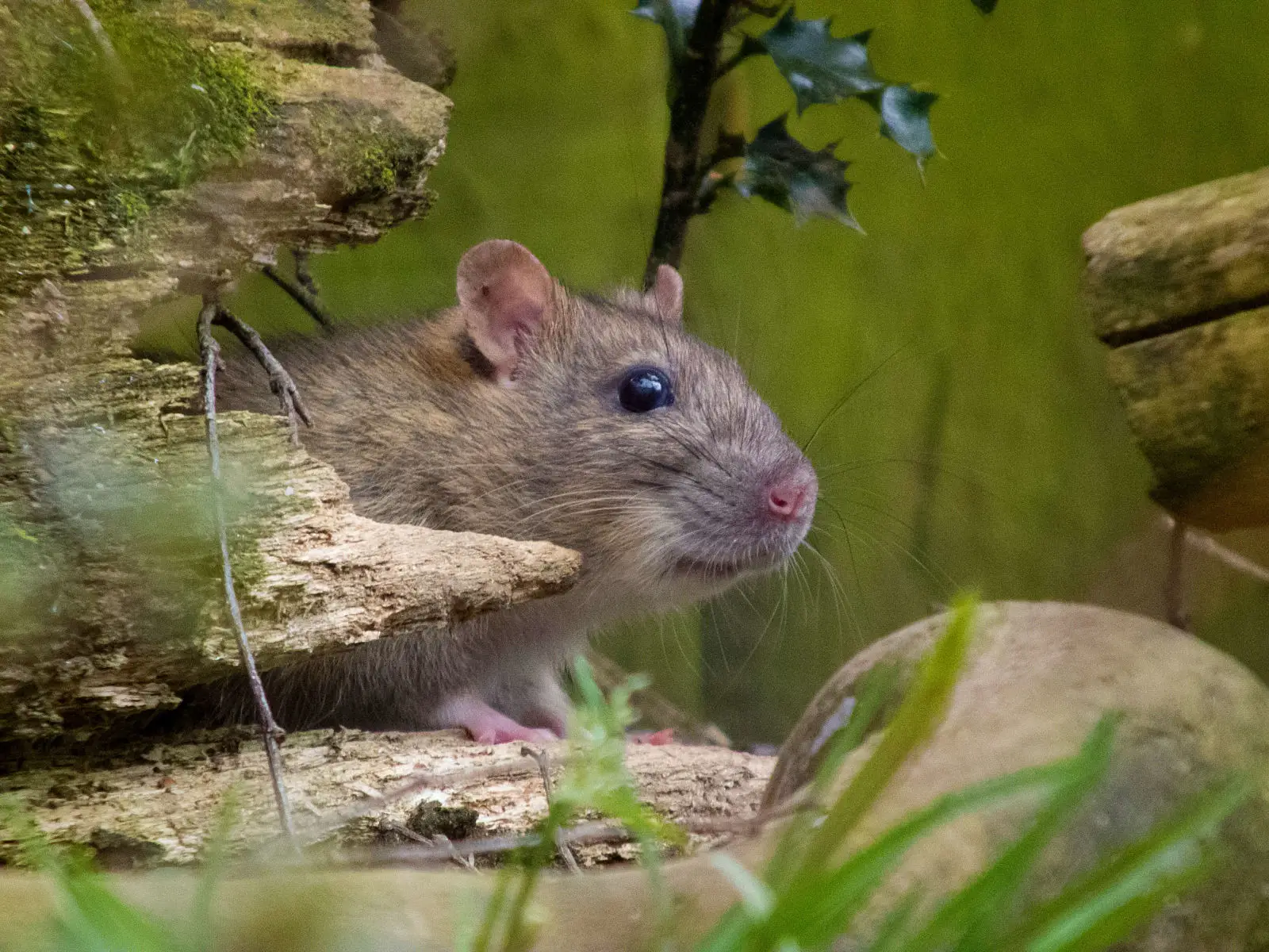 Brown-Rat 08