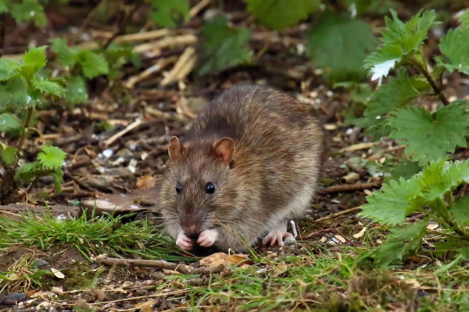 Brown-Rat 09