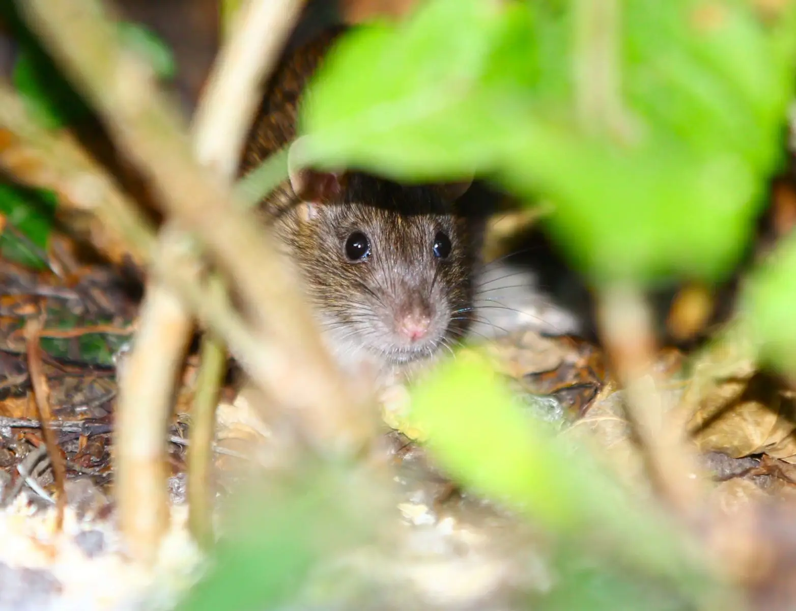 Brown-Rat 10