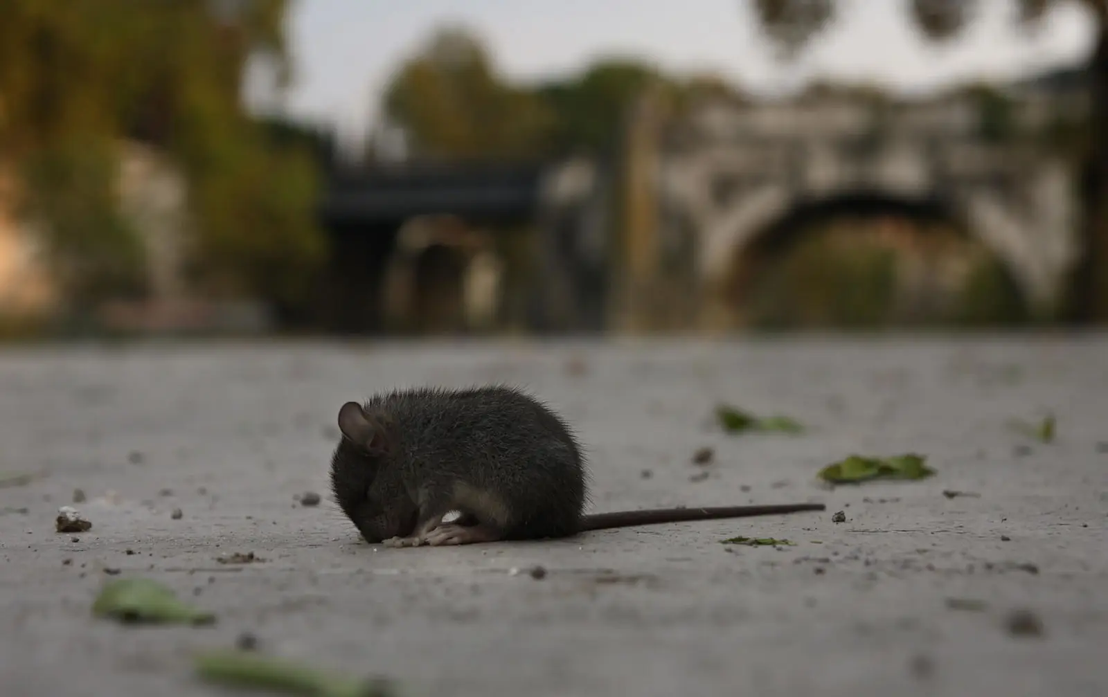 Brown-Rat 11