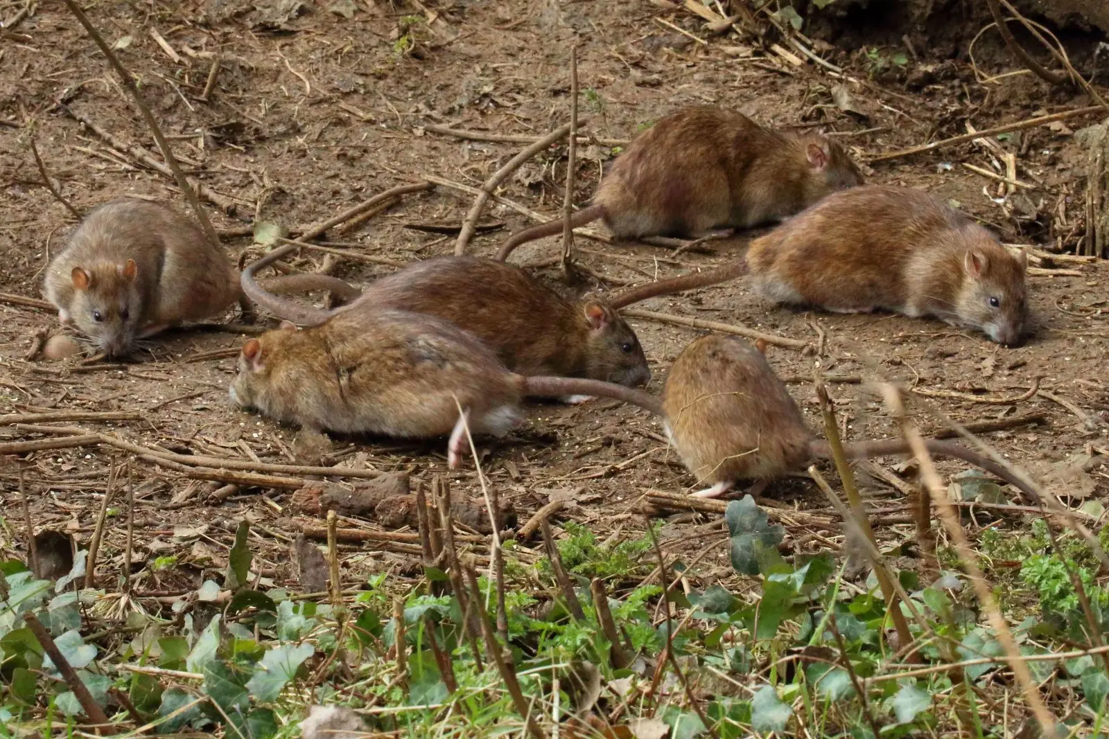 Brown-Rat 12
