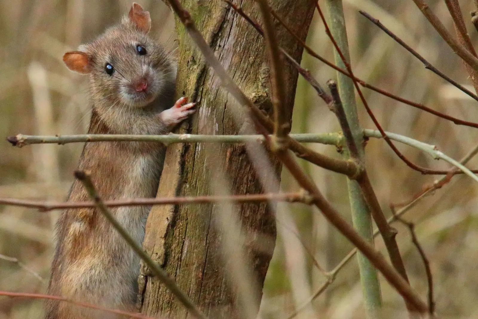 Brown-Rat 13