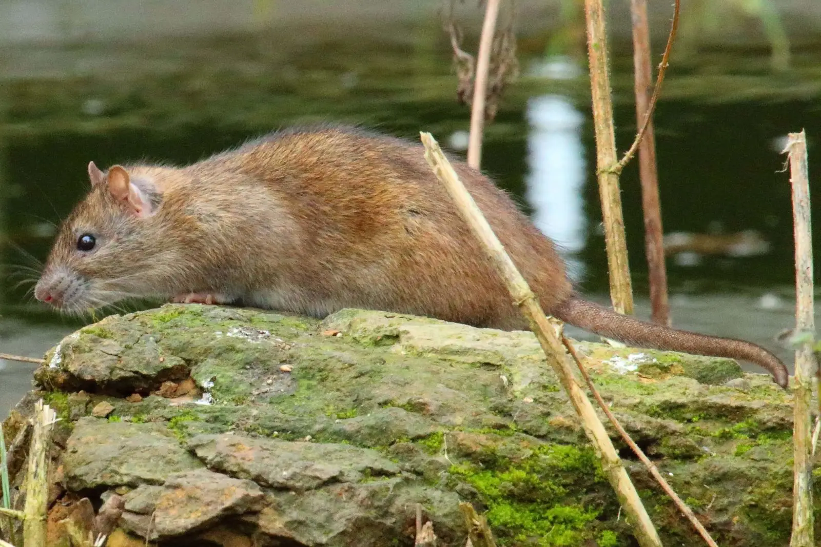 Brown-Rat 14